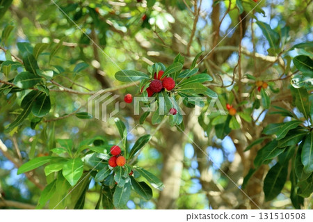 可愛的楊梅果實 131510508