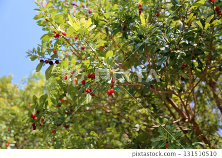 可愛的楊梅果實 可愛的楊梅果實 131510510