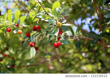 Cute bayberry fruit 131510512
