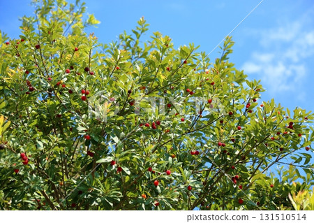 Cute bayberry fruit Cute bayberry fruit 131510514