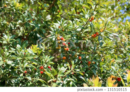 Cute bayberry fruit Cute bayberry fruit 131510515