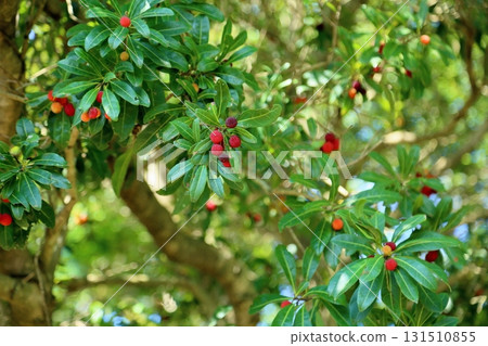 Cute bayberry fruit 131510855