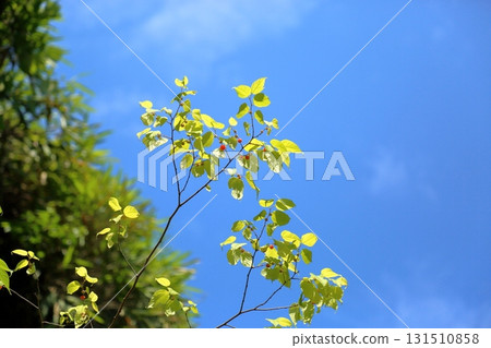 清爽的覆盆子果實 131510858