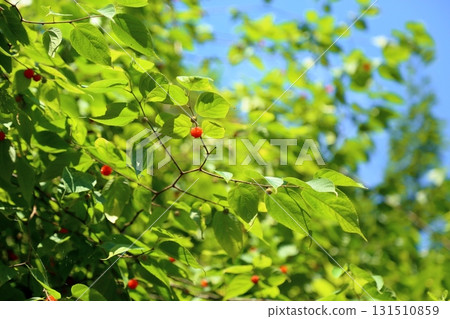 Refreshing raspberry fruit 131510859