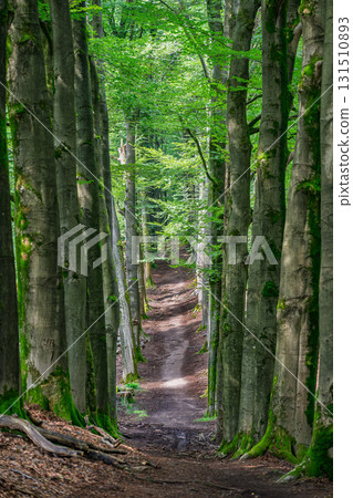 Veluwezoom Forest Path Veluwezoom Forest Path 131510893