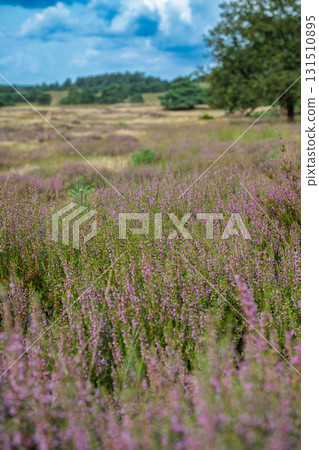 Veluwezoom Heather Bloom 131510895