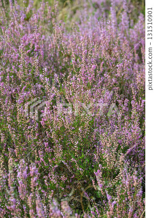 Purple Heather Bloom Field Purple Heather Bloom Field 131510901