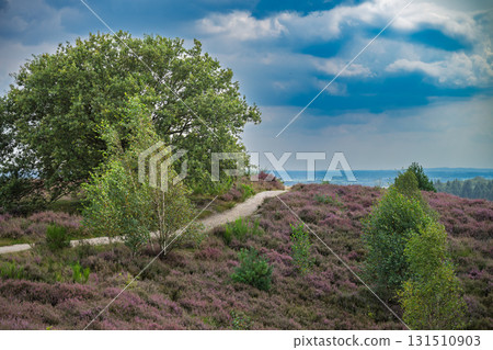 Veluwezoom Heather Landscape 131510903