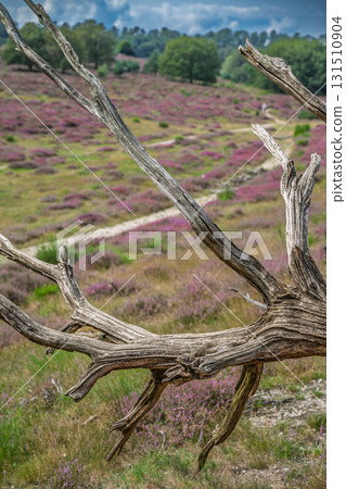 Heather Field Deadwood Heather Field Deadwood 131510904