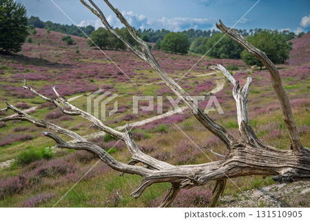 Veluwezoom Heather Landscape Veluwezoom Heather Landscape 131510905