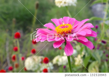 Dahlias in the garden that bloom from early summer to autumn 3 Zinnias 131510943