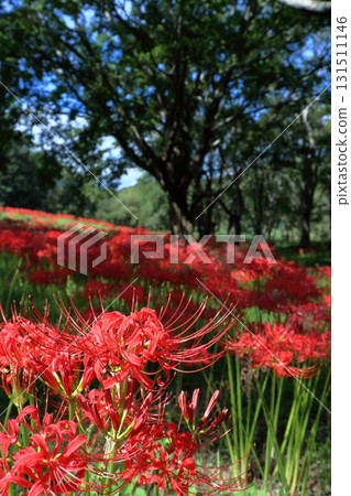 Irita willow forest, red spider lilies in bloom (Shimanto City, Kochi Prefecture) Irita willow forest, red spider lilies in bloom (Shimanto City, Kochi Prefecture) 131511146