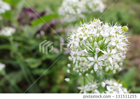 Chive flowers blooming from summer to autumn 1 Home garden 131511255