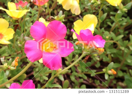 Portulaca flowers blooming in the garden from early summer to autumn Portulaca flowers blooming in the garden from early summer to autumn 131511289