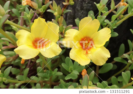 Portulaca flowers blooming in the garden from early summer to autumn 3 131511291