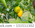 Mandarin oranges, mandarin orange trees, mandarin orange picking, autumn/winter 131511302