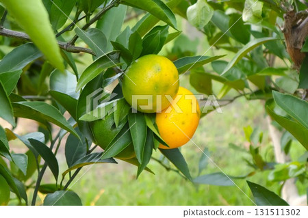 Mandarin oranges, mandarin orange trees, mandarin orange picking, autumn/winter Mandarin oranges, mandarin orange trees, mandarin orange picking, autumn/winter 131511302