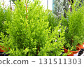 Close-up of a conifer Christmas tree 131511303