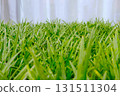 Close-up of the grass - Tamaryu 131511304