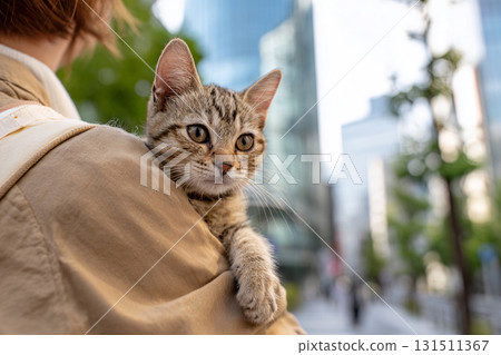 A kitten's relaxed expression as it is held in the city streets A kitten's relaxed expression as it is held in the city streets 131511367