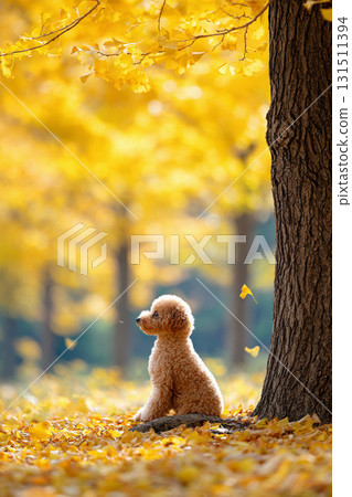 Profile of a toy poodle standing quietly among golden ginkgo trees 131511394
