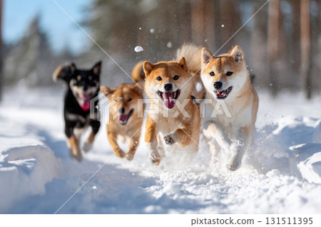 柴犬在雪地裡奔跑的活力瞬間 131511395
