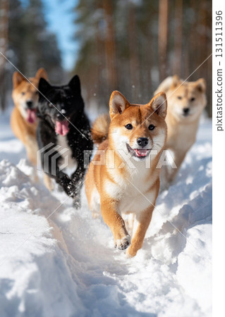 柴犬在雪地裡奔跑的活力瞬間 131511396