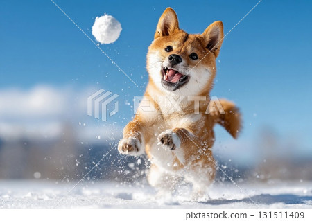 A Shiba Inu chasing a snowball in winter 131511409