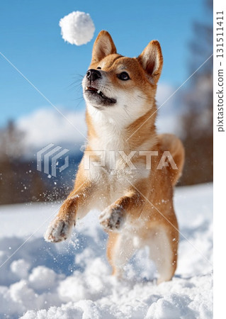 柴犬跳起來搶雪球的那一刻 柴犬跳起來搶雪球的那一刻 131511411