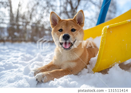 A young Shiba Inu playing on a snow slide A young Shiba Inu playing on a snow slide 131511414