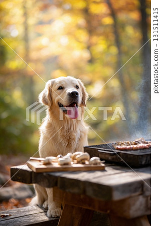 秋天在戶外等待食物的黃金獵犬 131511415