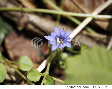 Gentiana zollingeri flowers Gentiana zollingeri flowers 131511940