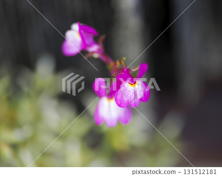 Landscape with dwarf snapdragons Landscape with dwarf snapdragons 131512181