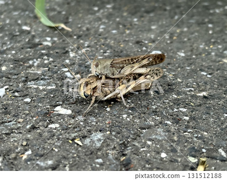 Mating locusts on the asphalt Mating locusts on the asphalt 131512188