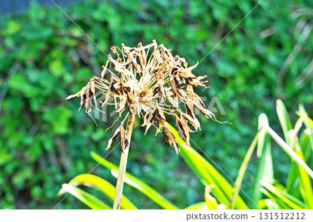 百子蓮扁平黑色種子(秋季,九月) 百子蓮扁平黑色種子(秋季,九月) 131512212