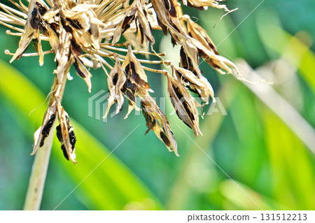 Agapanthus flat black seeds (autumn, September) Agapanthus flat black seeds (autumn, September) 131512213