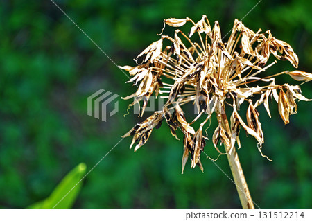 百子蓮扁平黑色種子(秋季,九月) 百子蓮扁平黑色種子(秋季,九月) 131512214