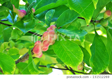 Red, bumpy Magnolia fruit (Autumn, September) 131512269