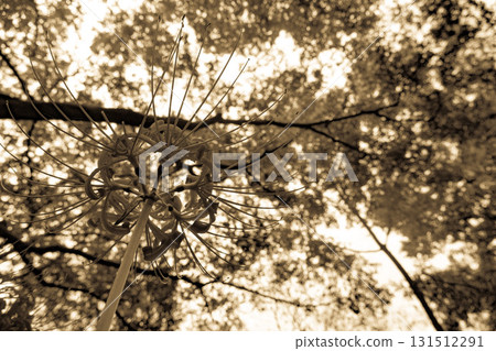 深褐色蜘蛛百合 131512291