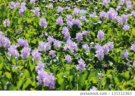 A field of water lily flowers A field of water lily flowers 131512363