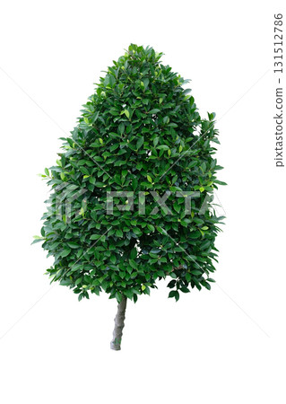 Banyan tree, ficus annulata ornamental plant Banyan tree, ficus annulata ornamental plant 131512786