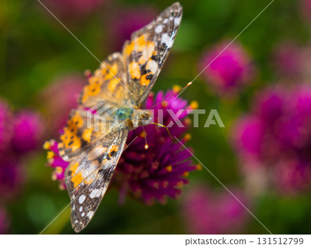Painted ladybug and pink globe globosa dancing in an autumn garden Painted ladybug and pink globe globosa dancing in an autumn garden 131512799