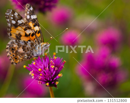 Painted ladybug and pink globe globosa dancing in an autumn garden 131512800
