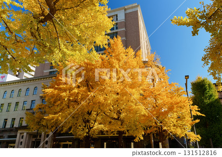 在秋葉季節的橫濱和日本主要街道上的一排銀杏樹 在秋葉季節的橫濱和日本主要街道上的一排銀杏樹 131512816