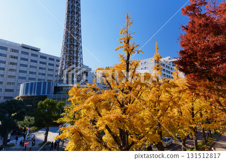 在秋葉季節的橫濱山下公園大道上的一排銀杏樹 131512817
