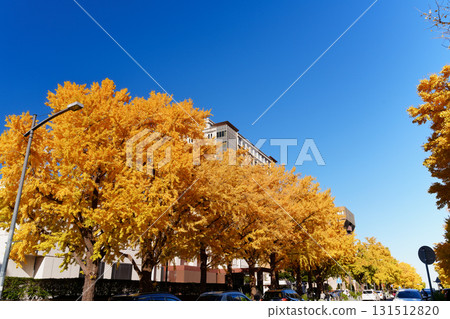 A row of ginkgo trees on Nihon Odori in Yokohama during the autumn leaves season 131512820