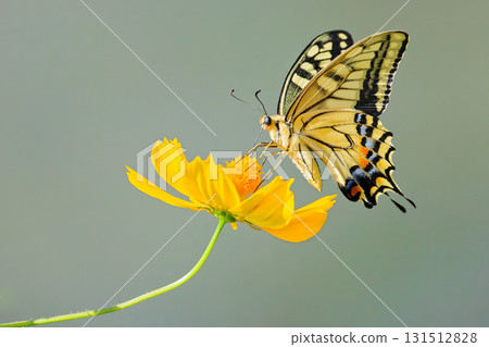 Yellow flowers and swallowtail butterfly 131512828