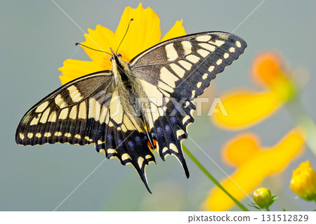 A swallowtail butterfly with beautiful wing patterns A swallowtail butterfly with beautiful wing patterns 131512829