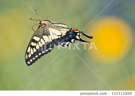 Fluttering swallowtail butterfly 131512889