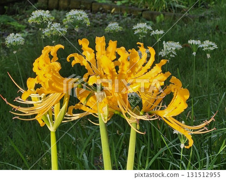 Rare yellow cluster amaryllis 131512955